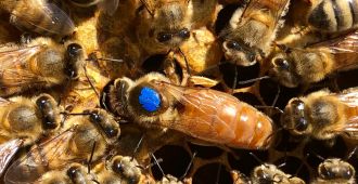Bienenstock Imkerservice