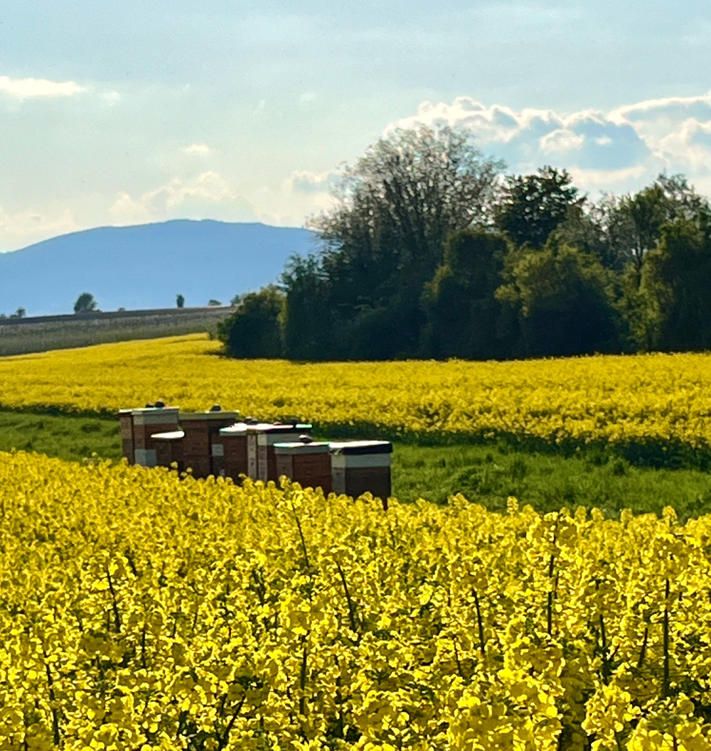 Rapsblütenhonig – Bild 3