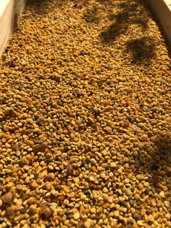 Gesammelte Blütenpollen in einer Holzkiste